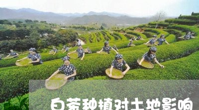 白茶种植对土地影响/2023072329372