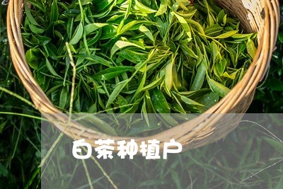 白茶种植户/2023051075137