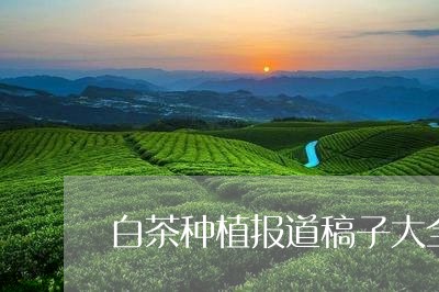 白茶种植报道稿子大全/2023100741724