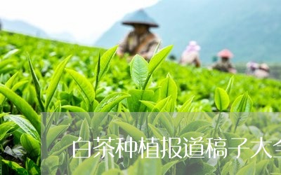 白茶种植报道稿子大全图片/2023110769560