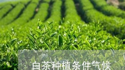 白茶种植条件气候/2023080392748