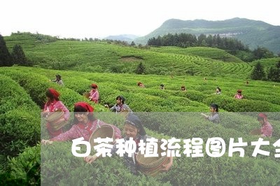 白茶种植流程图片大全视频/2023110736259