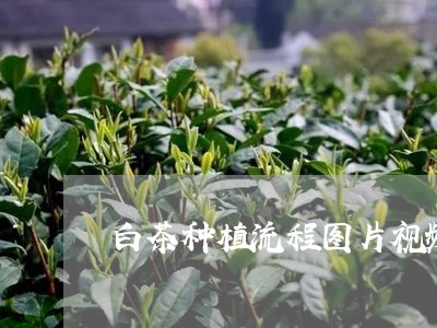 白茶种植流程图片视频大全/2023110772037