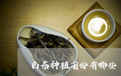 白茶种植省份有哪些/2023072338251