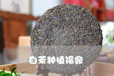 白茶种植福鼎/2023052014717