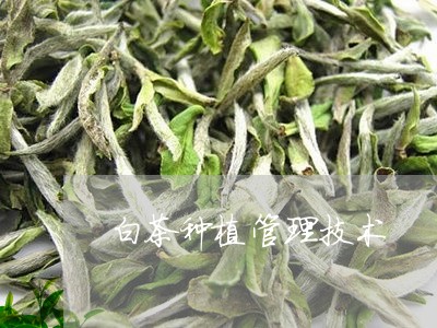 白茶种植管理技术/2023080369492