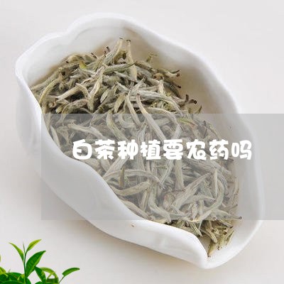 白茶种植要农药吗/2023080343927