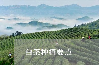 白茶种植要点/2023052004957