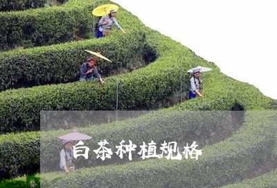 白茶种植规格/2023052066260