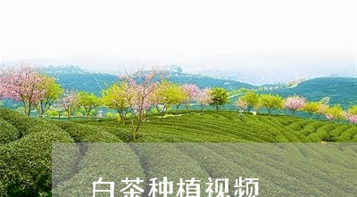 白茶种植视频/2023052042615