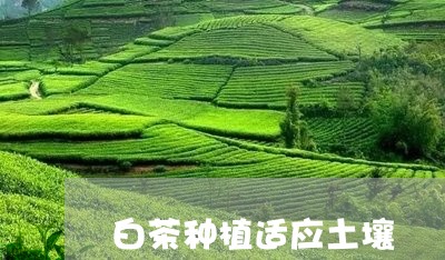 白茶种植适应土壤/2023080370491