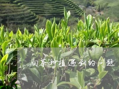 白茶种植遇到的问题/2023072390473