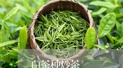 白茶种炒茶/2023051071798