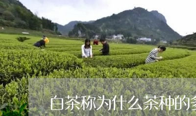 白茶称为什么茶种的多/2023100791838