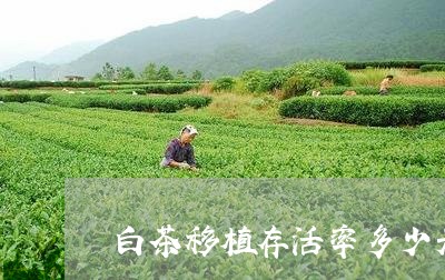 白茶移植存活率多少天/2023100742138