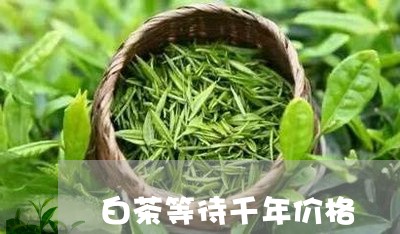 白茶等待千年价格/2023080310792