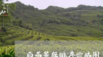 白茶等级排序价格图/2023072499402