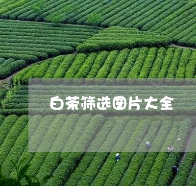 白茶筛选图片大全/2023080388259