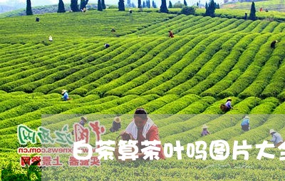 白茶算茶叶吗图片大全大图/2023110792792