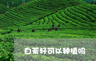 白茶籽可以种植吗/2023080313716