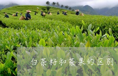 白茶籽和茶果的区别/2023072400706