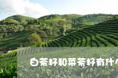 白茶籽和菜茶籽有什么区别/2023110725149