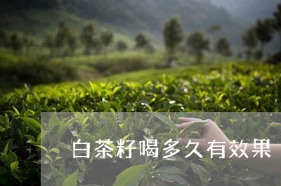 白茶籽喝多久有效果/2023070178471