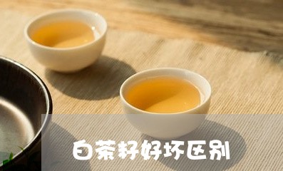 白茶籽好坏区别/2023073082804