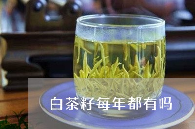 白茶籽每年都有吗/2023080353716