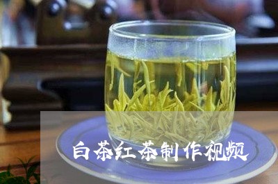 白茶红茶制作视频/2023080312825