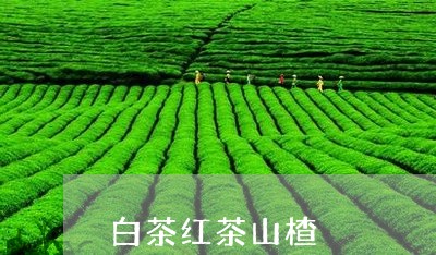 白茶红茶山楂/2023052093036