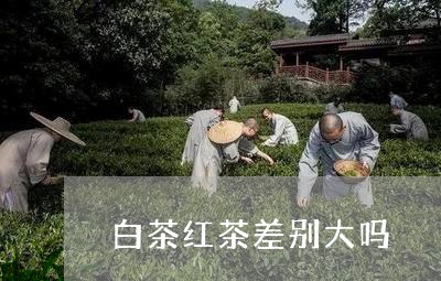 白茶红茶差别大吗/2023080359494