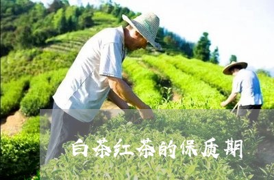 白茶红茶的保质期/2023080326058