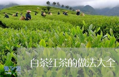 白茶红茶的做法大全/2023072480605