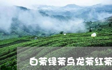 白茶绿茶乌龙茶红茶的区别/2023073019582