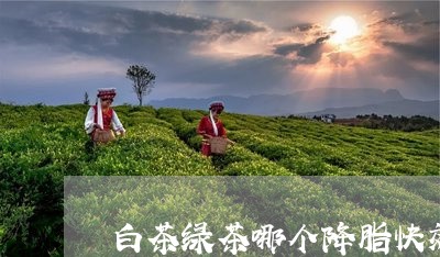 白茶绿茶哪个降脂快效果好/2023110856459