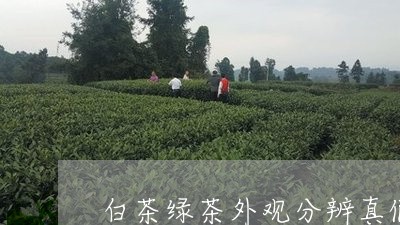 白茶绿茶外观分辨真假图/2023110194928