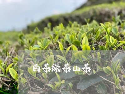 白茶绿茶山茶/2023052025592