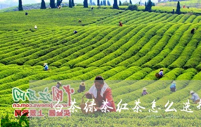 白茶绿茶红茶怎么选择的/2023110145160