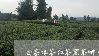 白茶绿茶红茶黑茶哪个出名/2023110862783