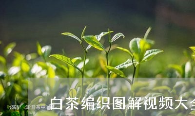 白茶编织图解视频大全/2023100726282