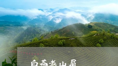 白茶老山眉/2023051087278