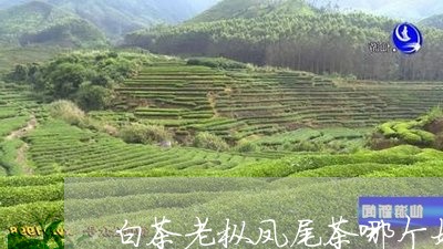 白茶老枞凤尾茶哪个好/2023100733804