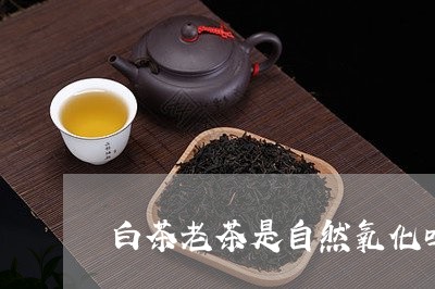 白茶老茶是自然氧化吗/2023100761615