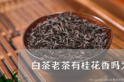 白茶老茶有桂花香吗为什么/2023110859483