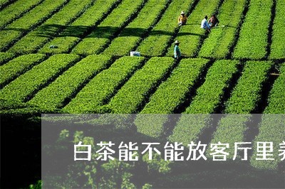 白茶能不能放客厅里养护/2023110116148