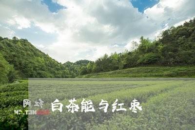 白茶能与红枣/2023052021593