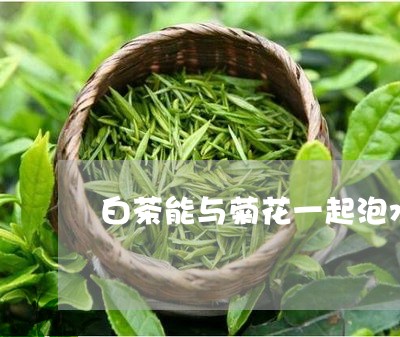 白茶能与菊花一起泡水喝吗/2023110772624