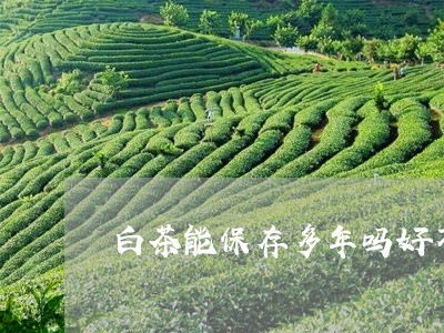 白茶能保存多年吗好不好/2023110182703