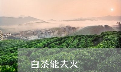 白茶能去火/2023051093046